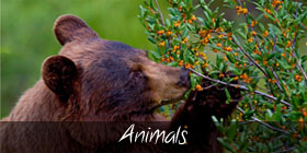AnimalsGallery