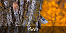 BirdsGallery
