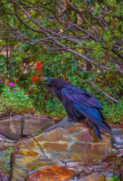raven-crows-perched-on-rock_2703