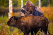 bison-calf-gets-tongue-bath-1s7a9337
