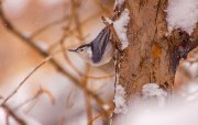 white-breasted-nuthatch-in-snowstorm_7972