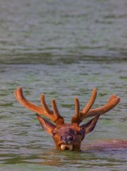 elk-swimming-close-up_1931