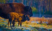 bison-with-calf-fall-frost-1s7a9265