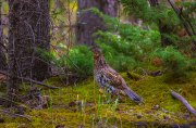 ruffed-grouse-mossy-forest-floor-1s7a8459