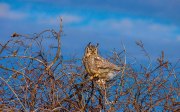 great-horned-owl-perched-on-brambles1_0