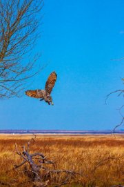 great-horned-owl-flies-past-gnarly-old-treev1_0128