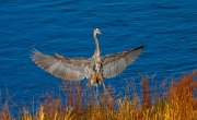 great-blue-heron-landing_9227