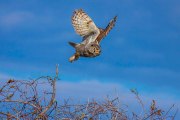 great-horned-owl-perched-on-brambles-take-off2_0285