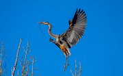 great-blue-heron-in-flight-carrying-tree-branch_9335