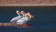 pelicans-four_9850