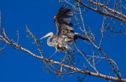 great-blue-heron-in-tree-wings-open_9497