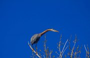 great-blue-heron-with-stretched-neck_9479