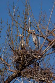 great-blue-herons-sitting-on-nest-vertical_9418_0