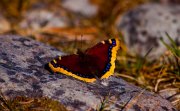 butterfly-on-blue-stone_3889