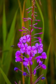 fireweed-and-the-bee_1444