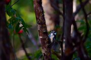 hairy-woodpecker_2201