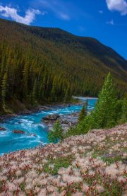white-wildflowers-and-athabasca-river_0522