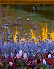 wildflowers-on-golden-pond_3969