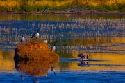 canada-geese-grassy-knoll5_5059