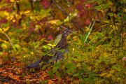 ruffed-grouse-autumn_5441