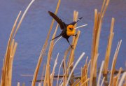 yellow-headed-blackbird-on-reed_8965