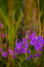 fireweed-at-sunset_1449