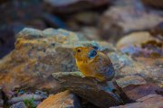 pikas-perched-on-tiny-stone-1s7a7391