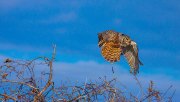great-horned-owl-perched-on-brambles-take-off3_0286