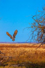 great-horned-owl-flies-past-gnarly-old-treev2_0129