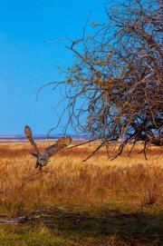 great-horned-owl-flies-past-gnarly-old-treev3_0130