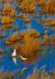 day-at-the-pond-black-necked-stilt-ring-billed-gull-marbled-godwitv