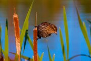 red-winged-blackbird-female-on-cat-tail1_1261