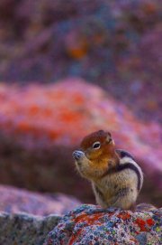 squirrel_1663