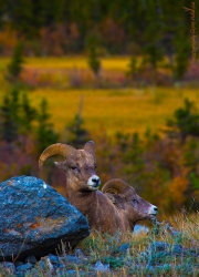 Big-Horn-Sheep_Autumn_Jasper1C1A1787