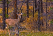 Deer_Autumn_Jasper_1C1A0972