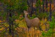 Deer_Nibbles-Pine_Orange-Autumn_Jasper_1C1A1129