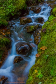 Creek-with-Mushrooms_Vert_Banff_1084