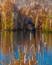 mg_2210-edit