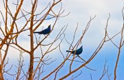 mg_0077-edit