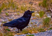 img_9952-edit