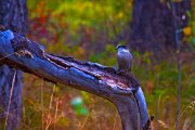4011_grayjay
