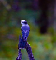 4012_grayjay