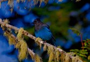 4017_stellarsjay