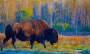 bison-fall-frost-1s7a9234