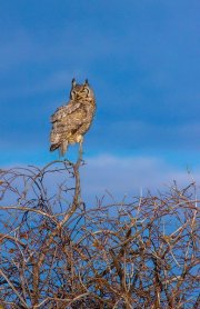 great-horned-owl-perched-on-bramblesv_0275