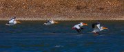 pelicans-landing_9852