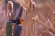 yellow-headed-blackbird-on-fence-post_9978