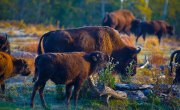 buffalo-herd-autumn-sunise-1s7a9299