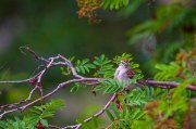 chipping-sparrow-with-moustache_2171