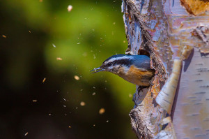 red-breasted nuthatch flings wood chips while building nest